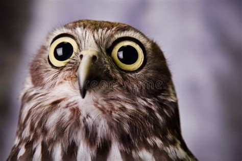 Scared looking owl. stock photo. Image of nature, portrait - 13434756