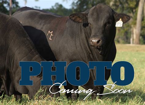 Herd Sires - Mound Creek Ranch - Brangus Cattle in Texas