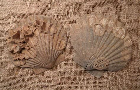 Calvert Cliffs fossils | Fossils, Calvert, Palaeontology