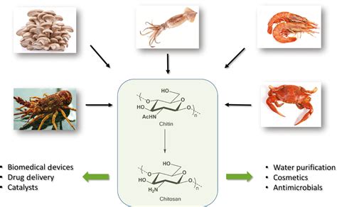 Valorisation of chitinous biomass for antimicrobial applications