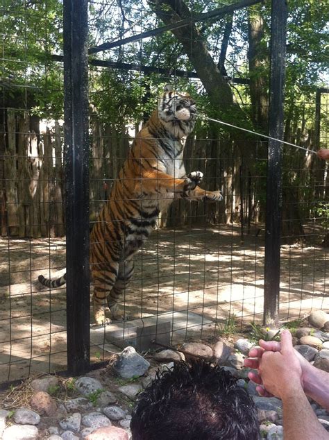 Bowmanville zoo-May 2015 - ZooChat