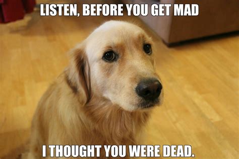 What the guilty dog was thinking. - Imgur Funny Animal Pictures, Dog ...