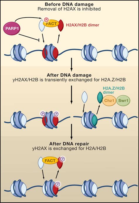 Chaperoning Histones during DNA Replication and Repair: Cell