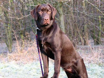 Animal Encyclopedia: Chocolate Lab Puppies