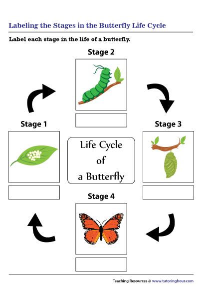 Labeling the Stages in the Butterfly Life Cycle Worksheet