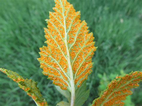 Orange rust in brambles | Purdue University Facts for Fancy Fruit