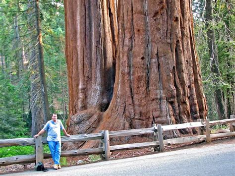 Climate change is set to increase 'giant forest' cover around the world