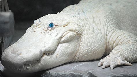 Amazing Albino and Leucistic Animals