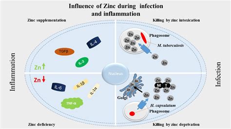 Zinc Nutrient