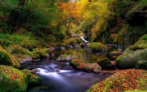 Río en el bosque - River in the forest (wallpaper) | Río en el bosque - River in the forest ...