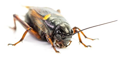 How to Stop a Cricket From Chirping at Night | Animals - mom.com