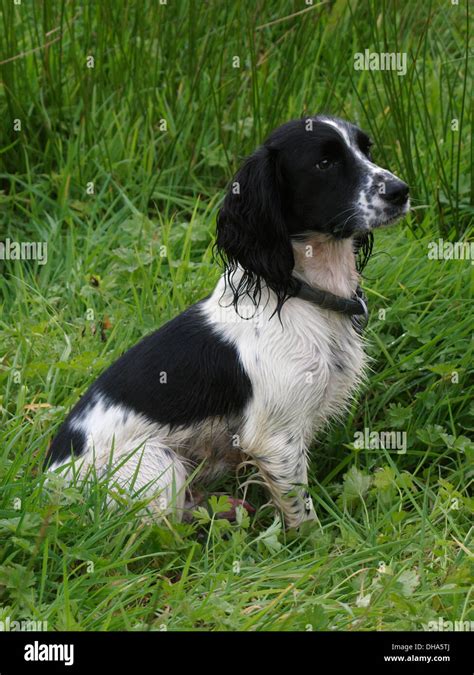 Black And White Springer Spaniel Stock Photos & Black And White ...