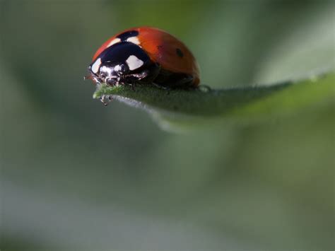 Ladybug_7spots__9010a | The first seven-spot ladybug I've se… | Flickr