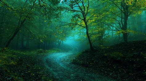 Misty curvy forest path - backiee