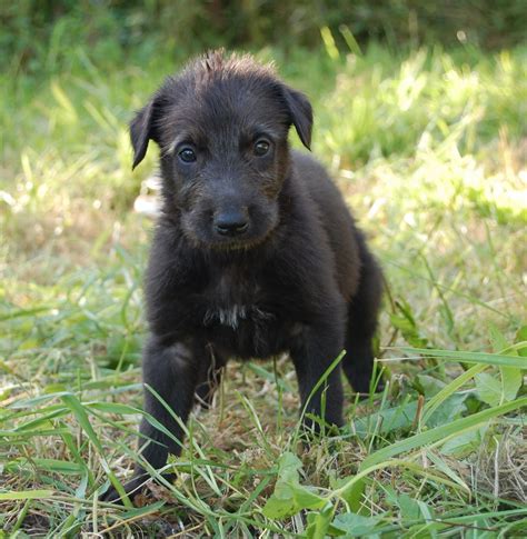 Scottish Deerhound puppy photo and wallpaper. Beautiful Scottish Deerhound puppy pictures