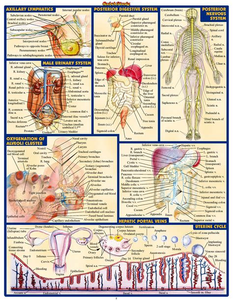 Human Anatomy Poster | eBay | Human anatomy, Medical knowledge, Anatomy