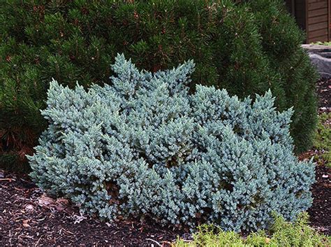 Juniperus squamata 'Blue Star' | Landscape Plants | Oregon State University