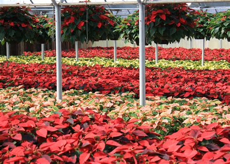 Select, care well for Christmas poinsettias | Mississippi State University Extension Service