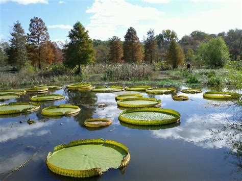 Kenilworth Park and Aquatic Gardens | Aquatic garden, Kenilworth, Park