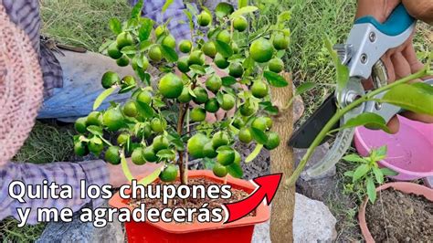 ¿Árbol de limón no te da Frutos ni Florea? Quita estos brotes 🌿 y me lo agradecerás - YouTube