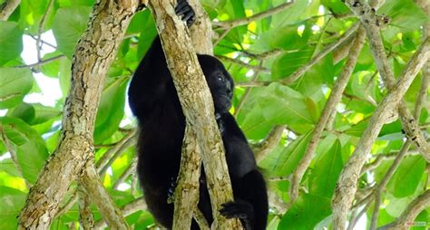 hiking Tour at Cahuita National Park --- CAHUITA TOURS Costa Rica - Snorkeling Cahuita National ...