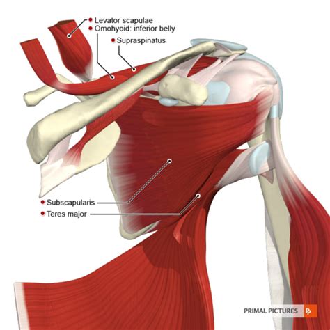 Supraspinatus Tendinopathy - Physiopedia