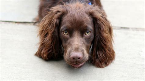 The English Cocker Spaniel - A Complete Guide To This Energetic Breed