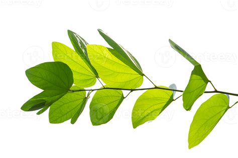 Bauhinia purpurea, green purpurea leaves on Isolate on transparent background PNG file 19039283 PNG