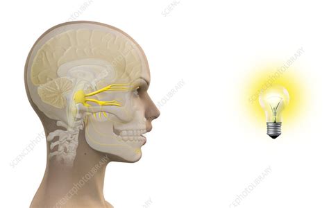 Photic sneeze reflex, artwork - Stock Image - C016/7700 - Science Photo ...