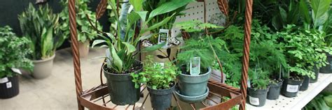 Houseplants - Anne of Green Gardens