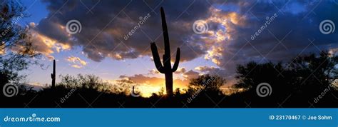 Saguaro Cactus Sunset stock image. Image of cactus, plants - 23170467