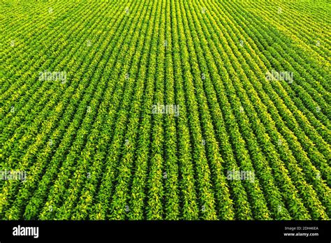 Soybean field with rows of soya bean plants. Aerial view Stock Photo ...