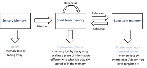 Memory – Multi Store Model – The Tutor Academy