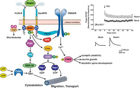 Figure 2 from Expanding functions of lipoprotein receptors We ...