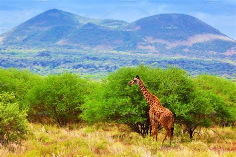 Giraffe standing on African savanna | High-Quality Animal Stock Photos ~ Creative Market