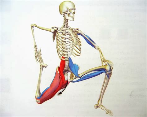 Should You Be Stretching Your Hip Flexors? - Ace Sports Clinic