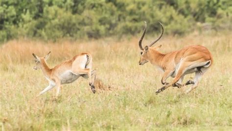 Southern Mountain Reedbuck Antelope | The World's Most Beautiful Antelope - İnteresting Animal ...