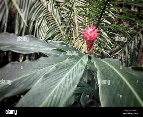 Torch ginger plant Stock Photo - Alamy