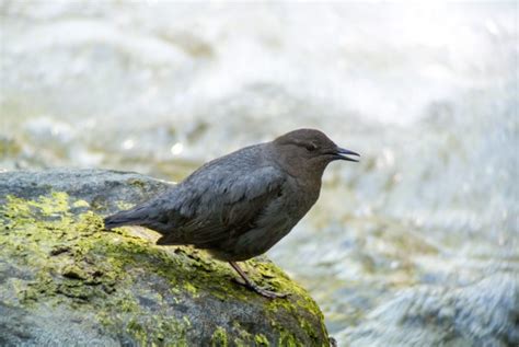 The American dipper (Cinclus mexicanus)