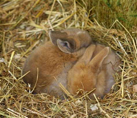 Baby Bunny Rabbits Free Stock Photo - Public Domain Pictures