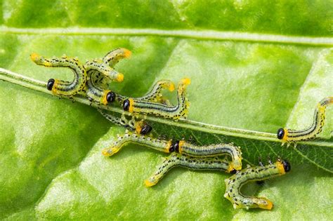 Sawfly larvae - Stock Image - C030/1121 - Science Photo Library