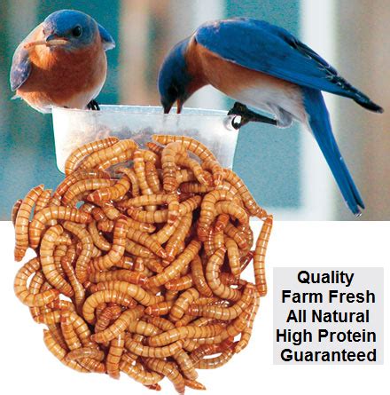 Mealworms 1000 Count