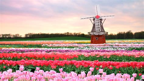 1920x1080 Resolution tulips, field, windmill 1080P Laptop Full HD ...