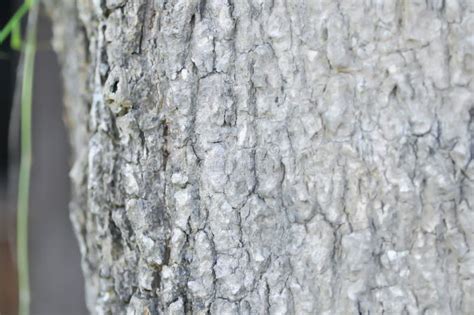 Trunk and Bark or Dita, Devil Tree or Alstonia Scholaris Stock Photo ...