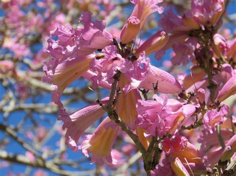 Pink Trumpet Tree a possible cure for climate changed gardens