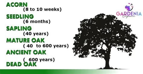 Oak Tree Growth Rate Guide (With Chart) - Gardenia Organic