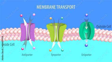 Uniport, symport, and antiport of molecules through membranes - Membrane Transport Stock Vector ...