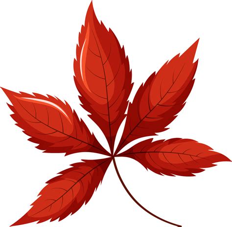 Red maple leaf, japanese maple leaf 10594448 Vector Art at Vecteezy