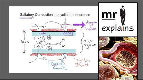 mr i explains: Saltatory conduction in myelinated neurones - YouTube