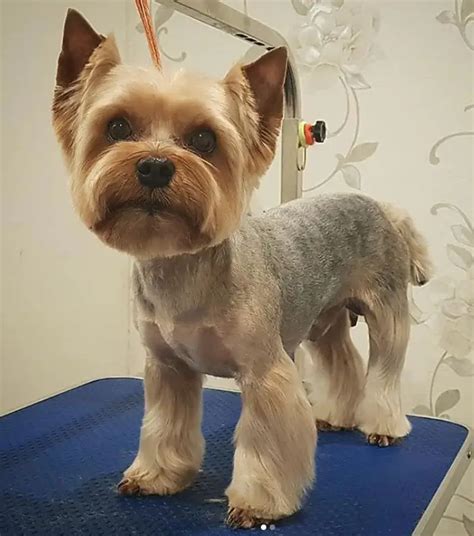 60 Best Yorkie Haircuts for Males and Females – Page 5 – The Paws